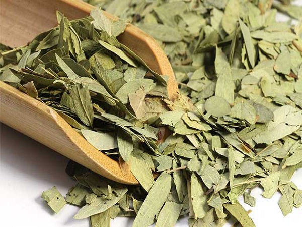 PHAN TẢ DIỆP