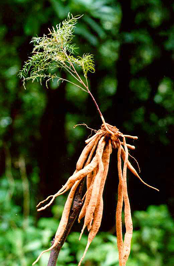 THIÊN MÔN CHÙM TƯƠI