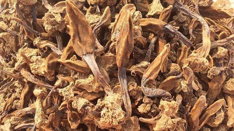 NẤM NGỌC CẨU