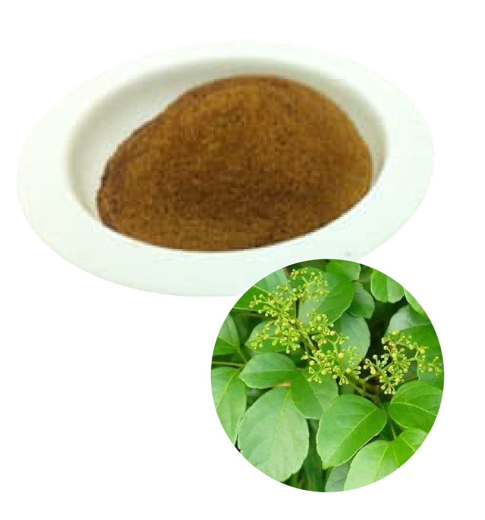 CAO CHÈ DÂY (Ampelopsis dry extract)