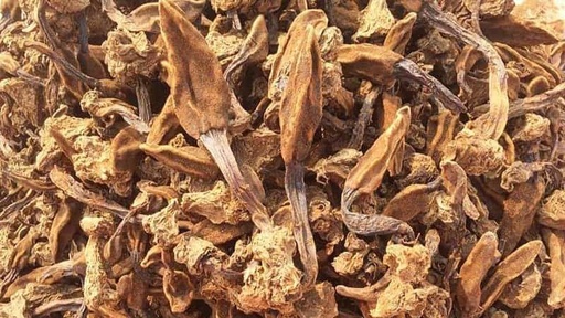 NẤM NGỌC CẨU