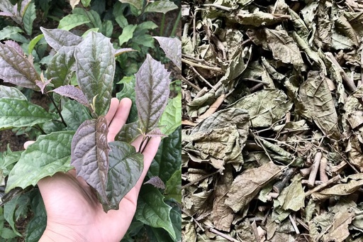 XẠ ĐEN