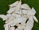 BẠCH CHỈ