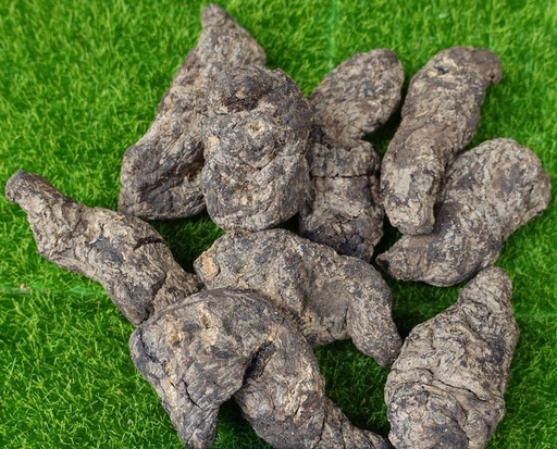 SINH ĐỊA