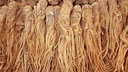 ĐƯƠNG QUY